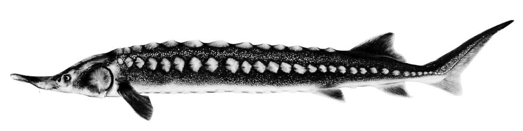 Home - Rhön-Caviar